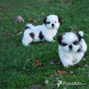 Beautiful male and female Shih Tzu Puppies available | PostAds PH