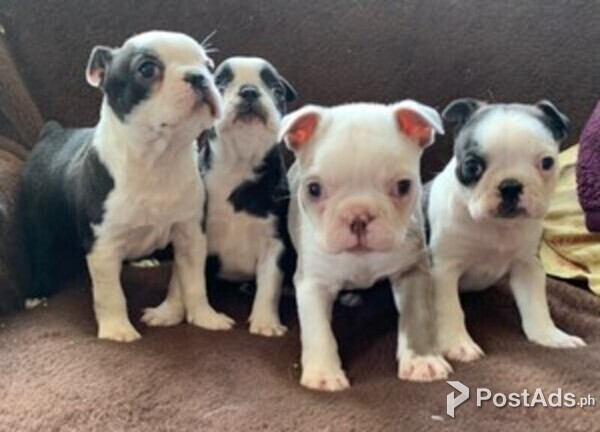 Boston Terriers Puppies