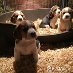 Beautiful Kc Registered Beagle Puppies | PostAds PH