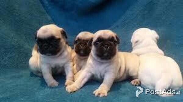 Pug pups
