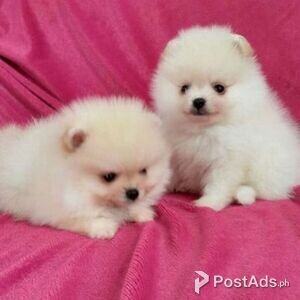 Pomeranian Puppies | PostAds PH