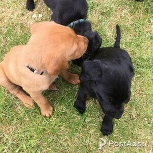 Labrador Puppies | PostAds PH