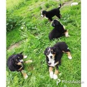 Beautiful Bernese Mountain dog Puppies | PostAds PH