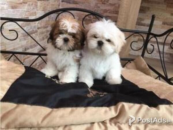 Shih Tzu puppies