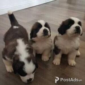 saint Bernard puppies | PostAds PH