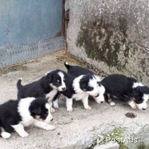 Beautiful border collie puppies | PostAds PH