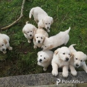 Golden Retriever puppies | PostAds PH