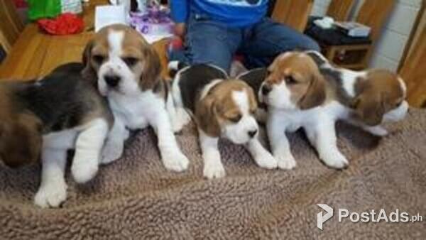 Beautiful Beagle Puppies
