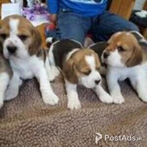 Beautiful Beagle Puppies | PostAds PH
