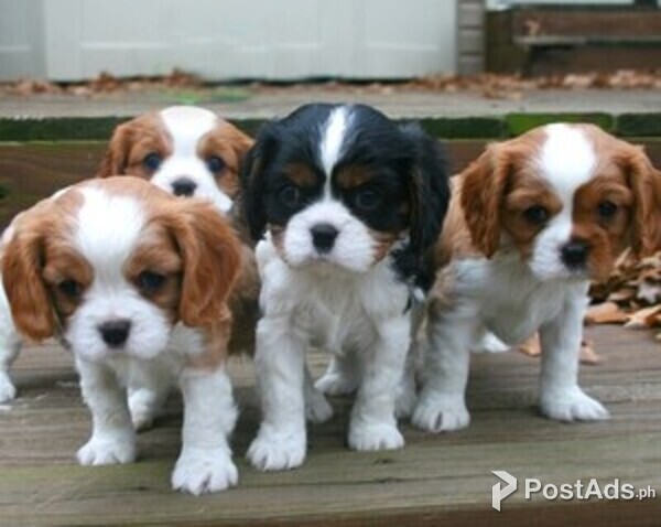 Beautiful Cavalier King Charles Spaniel Pups
