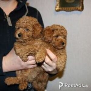 Poodle Puppies Available | PostAds PH