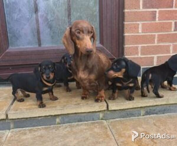 Beautiful Dachshund puppies