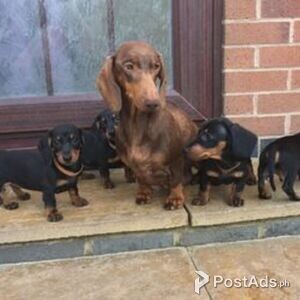 Beautiful Dachshund puppies | PostAds PH