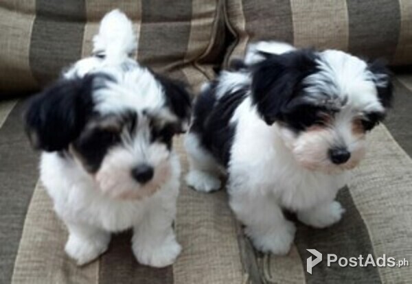 Top pedigree havanese puppies