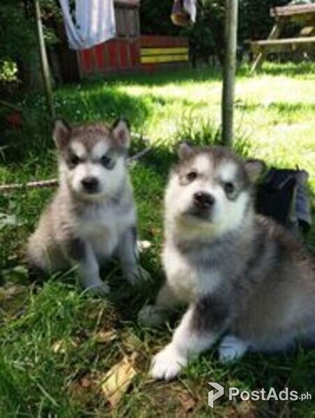 Alaskan Malamute Puppies