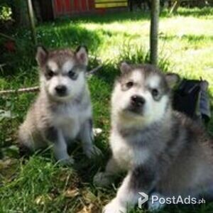 Alaskan Malamute Puppies | PostAds PH