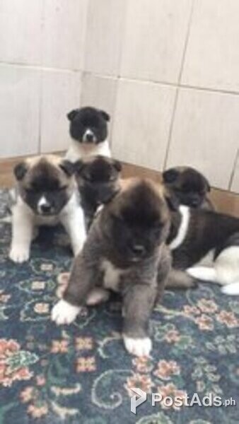 AKITA PUPS