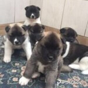 AKITA PUPS | PostAds PH