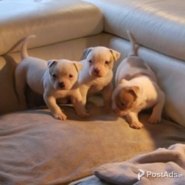 American Bulldog Puppies