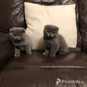 Blue Scottish fold kittens for adoption. | PostAds PH