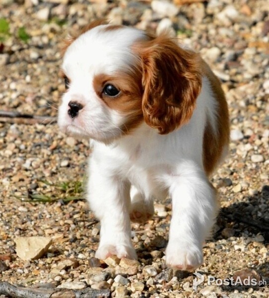 Cavalier King Charles Spaniel puppy