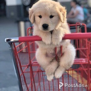 Golden Retriever Puppy | PostAds PH