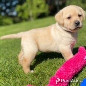 Labrador Retriever Puppy | PostAds PH