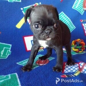 Pug puppies available | PostAds PH