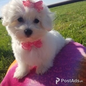 Outstanding Teacup Maltese Puppy | PostAds PH