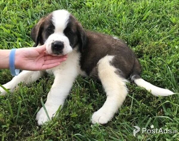 Saint Bernard Puppies