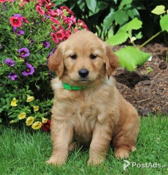 Golden Retriever Puppies ready