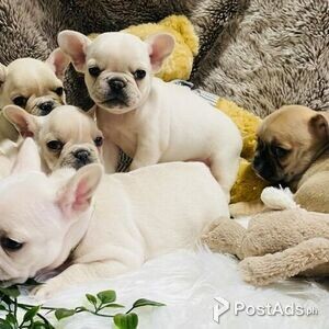 Cute French Bulldog puppies for sale | PostAds PH