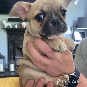 Gorgeous French Bulldog Puppies For sale | PostAds PH