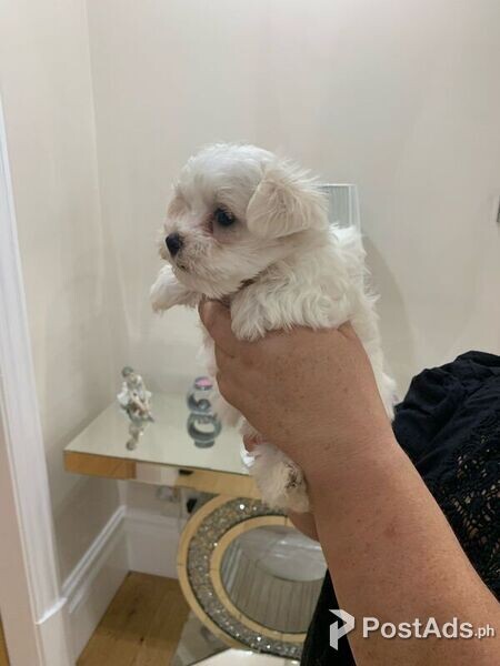 Maltese puppies for rehoming