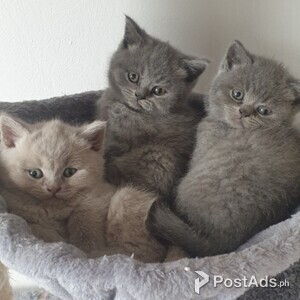 healthy british shorthair kittens for adoption | PostAds PH