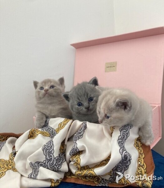 british shorthair kittens for adoption