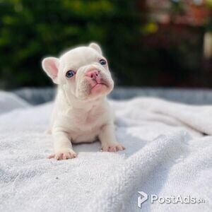2 Amazing French bulldog Puppies for sale | PostAds PH