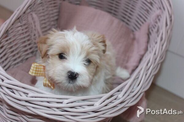 Beautiful Golddust Yorkshire Terrier- Boys