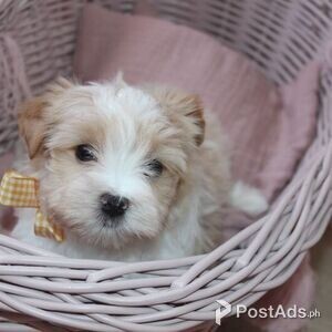 Beautiful Golddust Yorkshire Terrier- Boys | PostAds PH