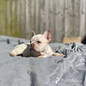 We have male and Female French Bulldog. | PostAds PH