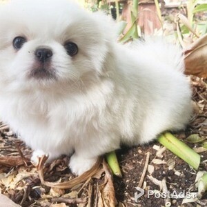 Pekings puppies.,;, | PostAds PH