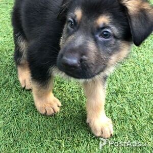 German Shepherds., | PostAds PH