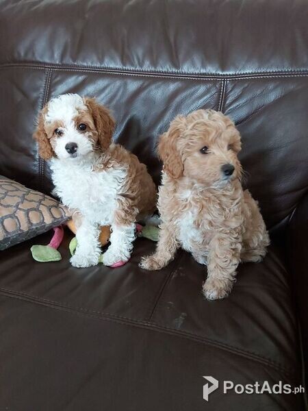 2 beautiful Cavapoo Puppies