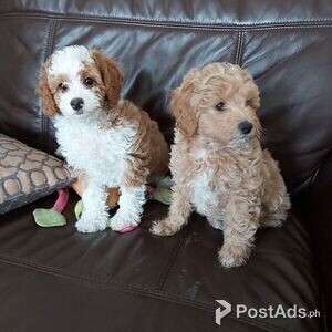 2 beautiful Cavapoo Puppies | PostAds PH