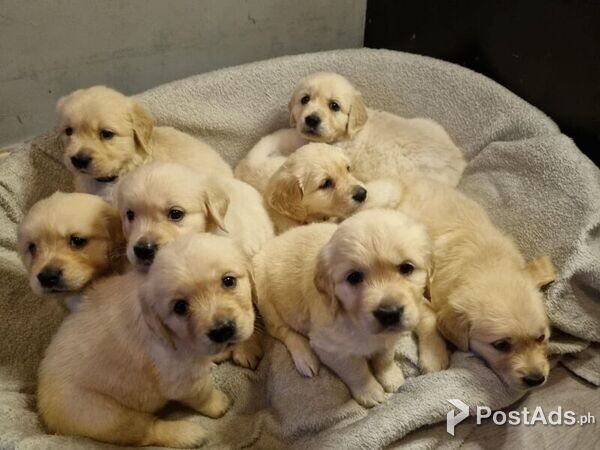 Kc Reg Golden Retriever Pups