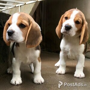 VERY SWEET CHARMING BEAGLE PUPPIES | PostAds PH