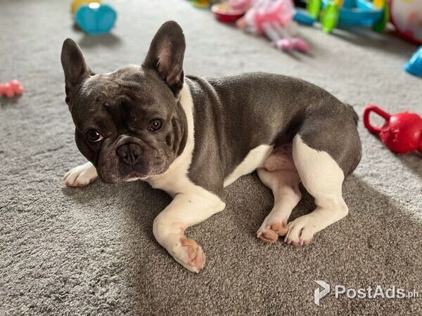 Red Thread Frenchie Kc Reg Standard Red Frenchies | PostAds.ph