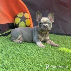 Blue French Bull Dog Puppies Available | PostAds PH