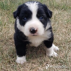Border collie,.\[ | PostAds PH