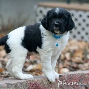 Brittany Spaniel,.=-' | PostAds PH